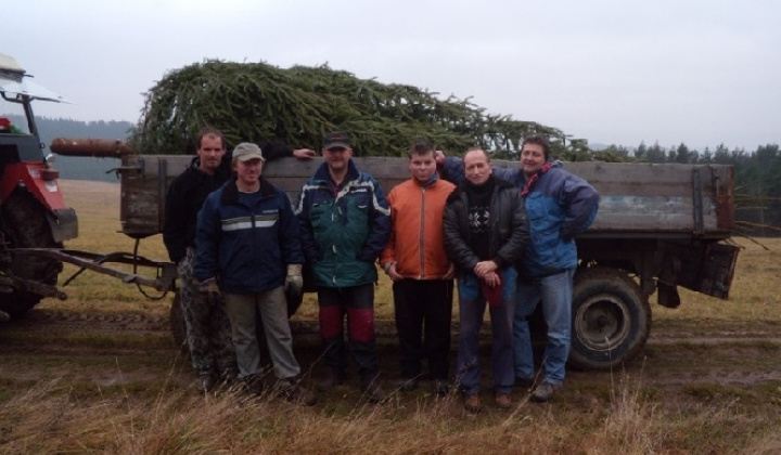 Stavanie vianočného stromčeka  Stavanie vianočného stromčeka